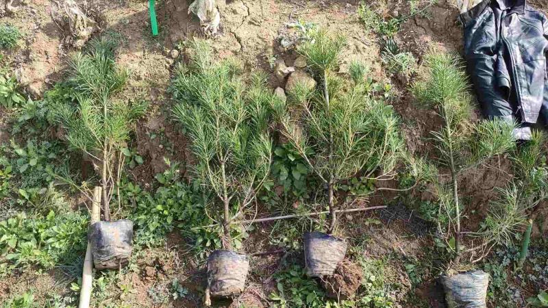 出售网红油松白皮松华山松云杉红豆杉侧柏银杏国槐刺槐等大小杯苗