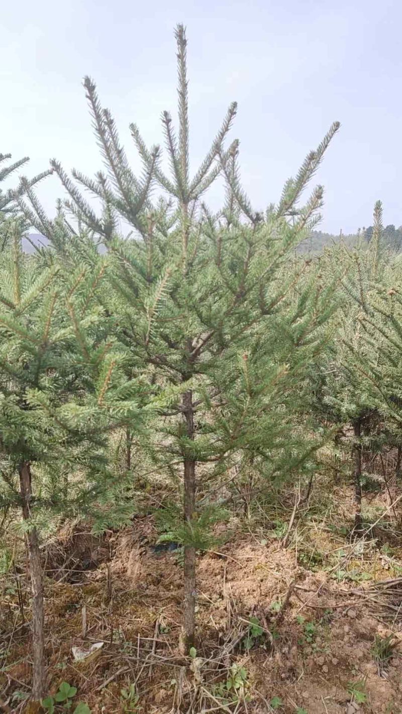 出售网红油松白皮松华山松云杉红豆杉侧柏银杏国槐刺槐等大小杯苗