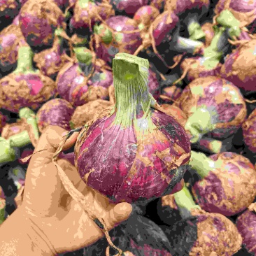 红皮洋葱大量有货全国接单现场看货满意为止全国接单耐储存