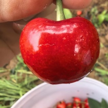 美早萨米脱樱桃批发