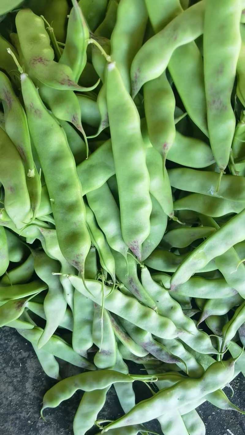 油豆角，油豆，一点红油豆角大量上市，欢迎采购