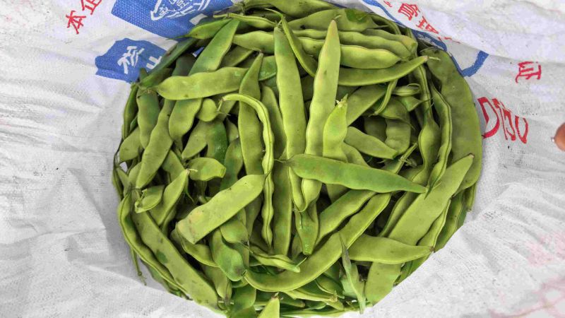 油豆角，油豆，一点红油豆角大量上市，欢迎采购