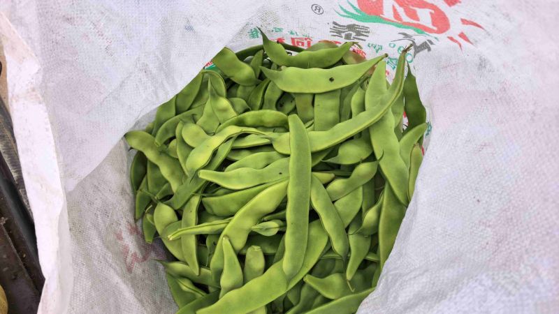 油豆角，油豆，一点红油豆角大量上市，欢迎采购