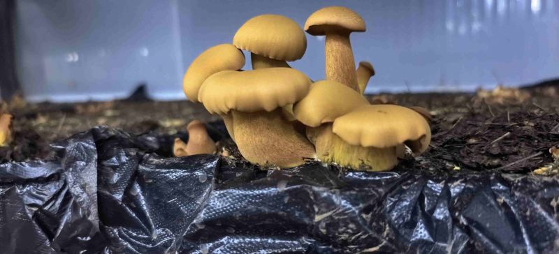 人工种植黄牛肝菌