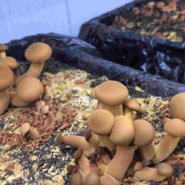 人工种植黄牛肝菌