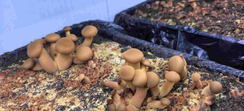 人工种植黄牛肝菌