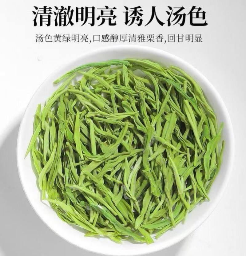 特级雨毛尖新茶