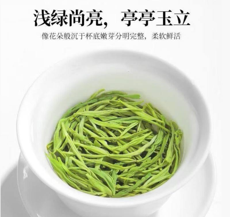 特级雨毛尖新茶