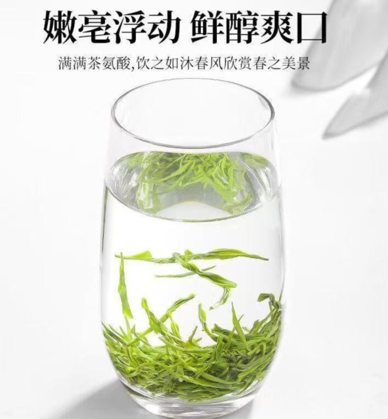 特级雨毛尖新茶