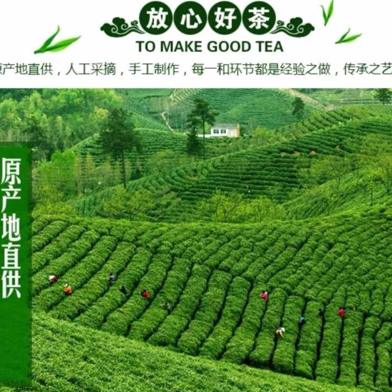 特级雨毛尖新茶