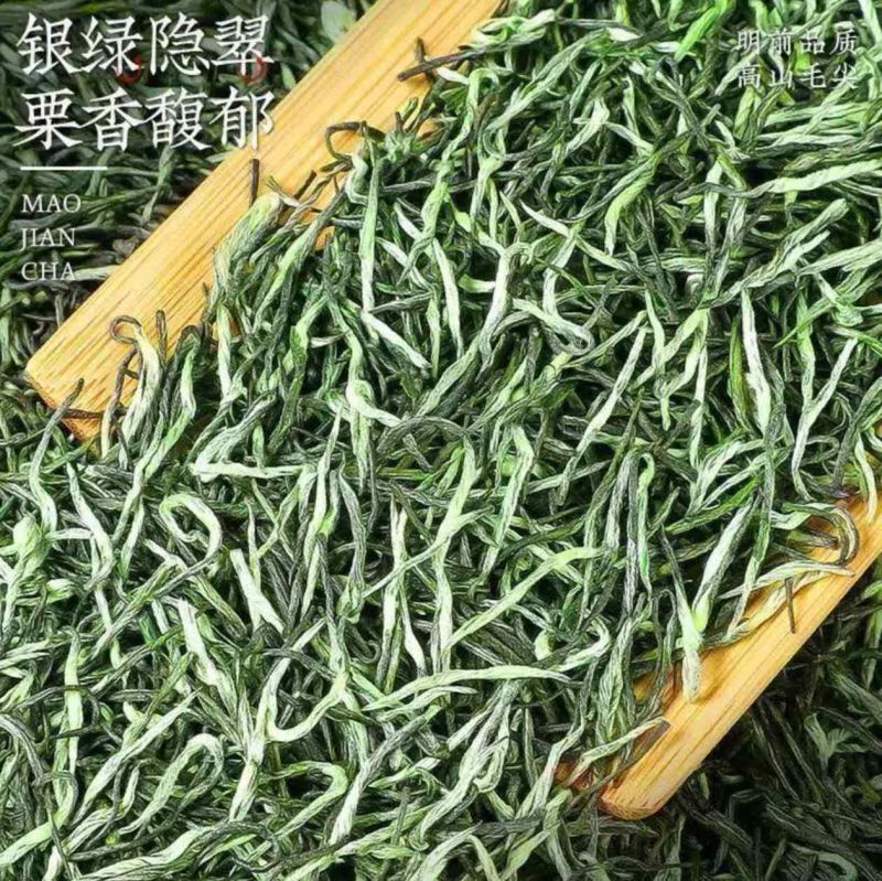 特级雨毛尖新茶