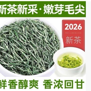 特级雨毛尖新茶