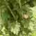 端午节艾草