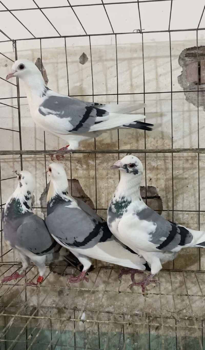 信鸽精品蝴蝶背