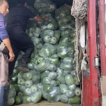米冬瓜