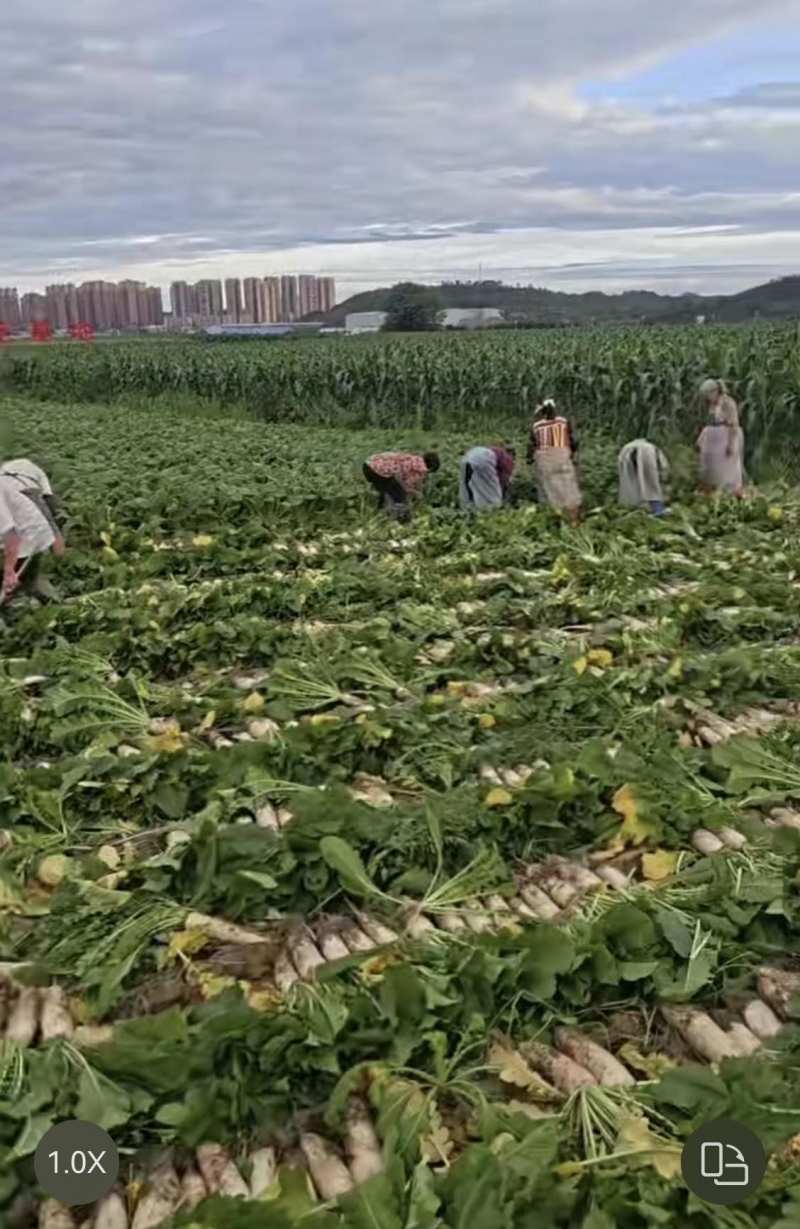 长白萝卜