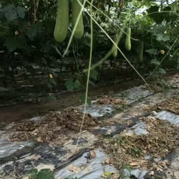 毛冬瓜