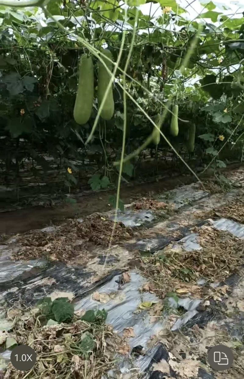 毛冬瓜