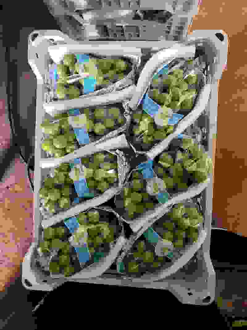 精品葡萄，巨峰，阳光玫瑰