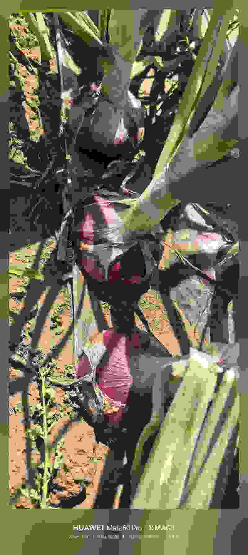 紫皮洋葱