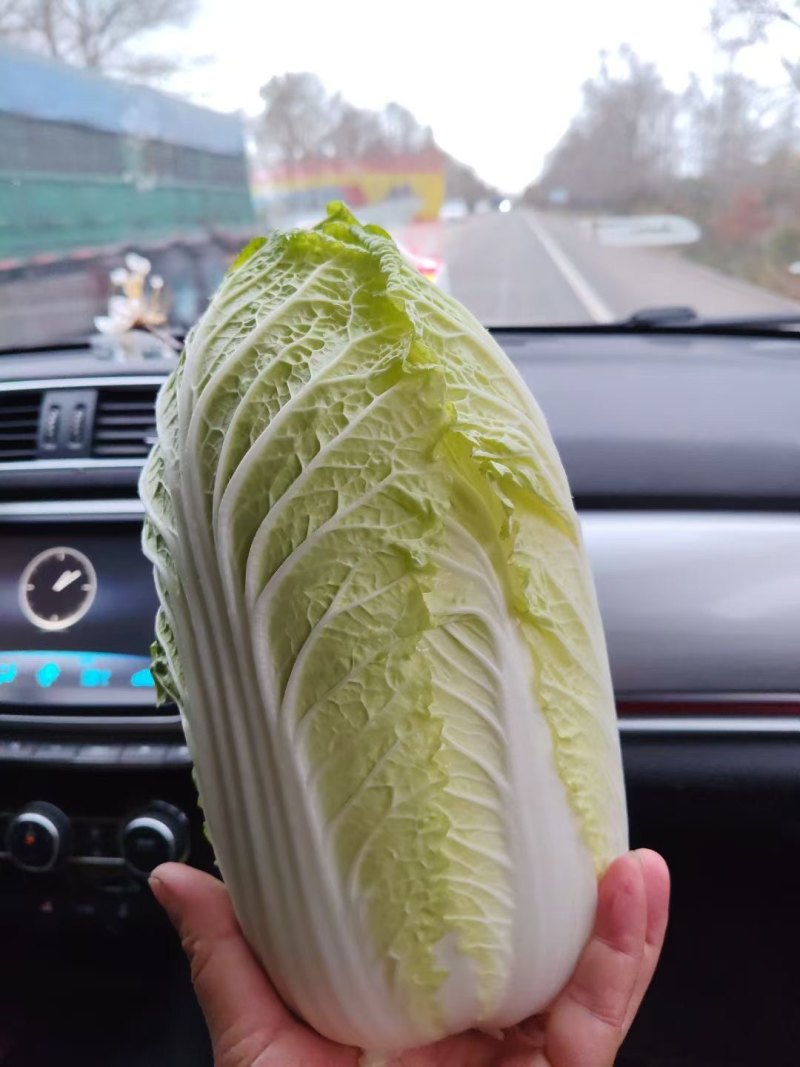 精品大小娃娃菜。无苔无点无烧心