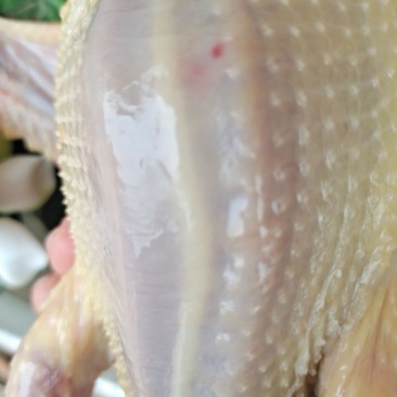 现宰白色肉鸽