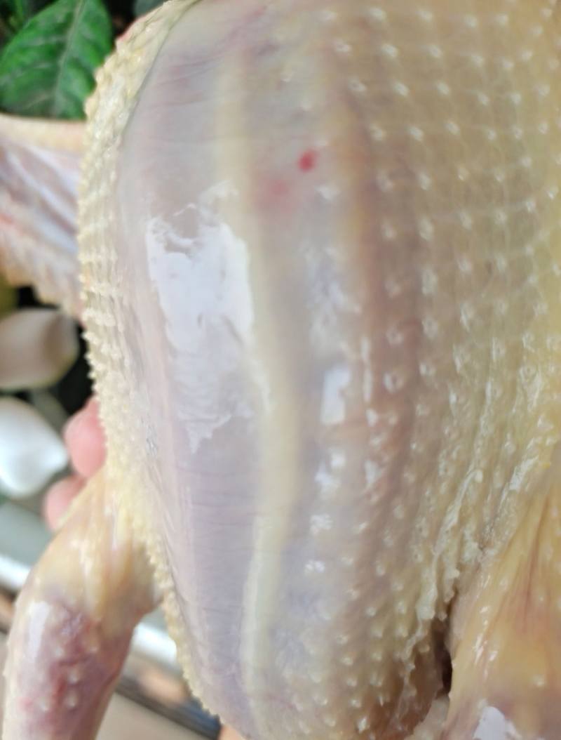 现宰白色肉鸽