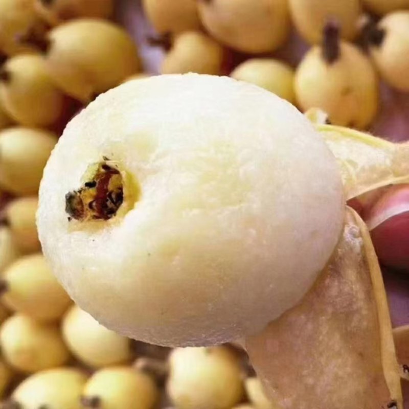枇杷