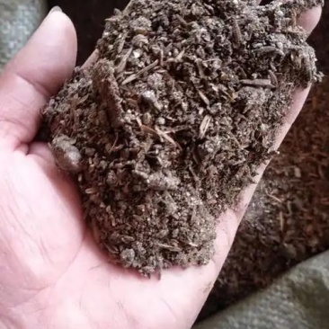 干燥鸡屎
