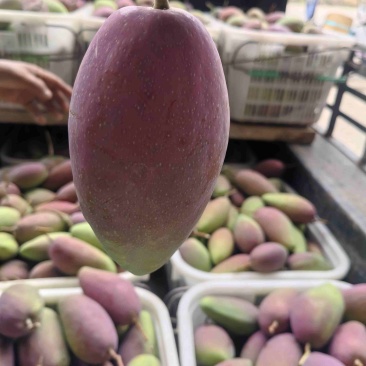 贵妃芒电商，市场整车代发，品质有保障