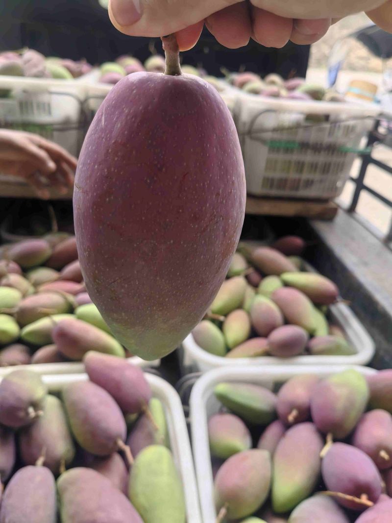 贵妃芒电商，市场整车代发，品质有保障