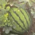 精品西瓜冰糖麒麟西瓜批发经济实惠各个保熟