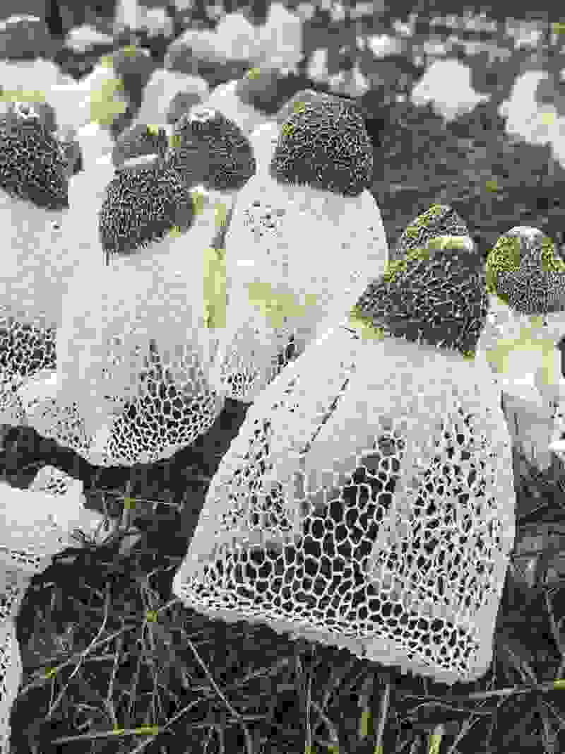 精品竹荪菇自家种植