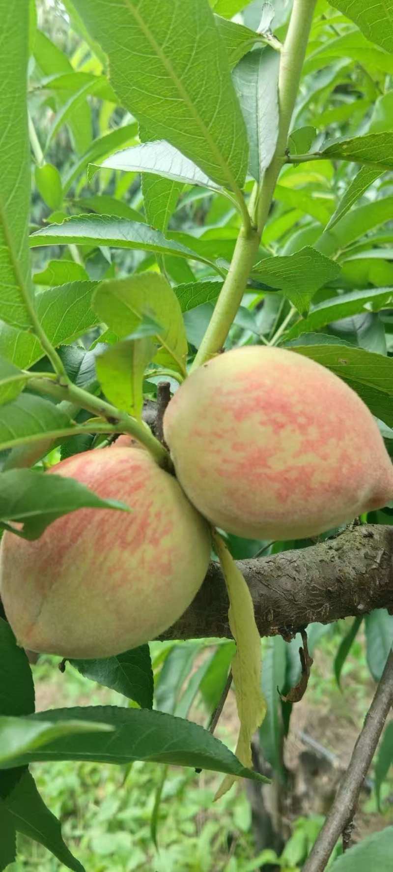 百花桃脆甜毛桃