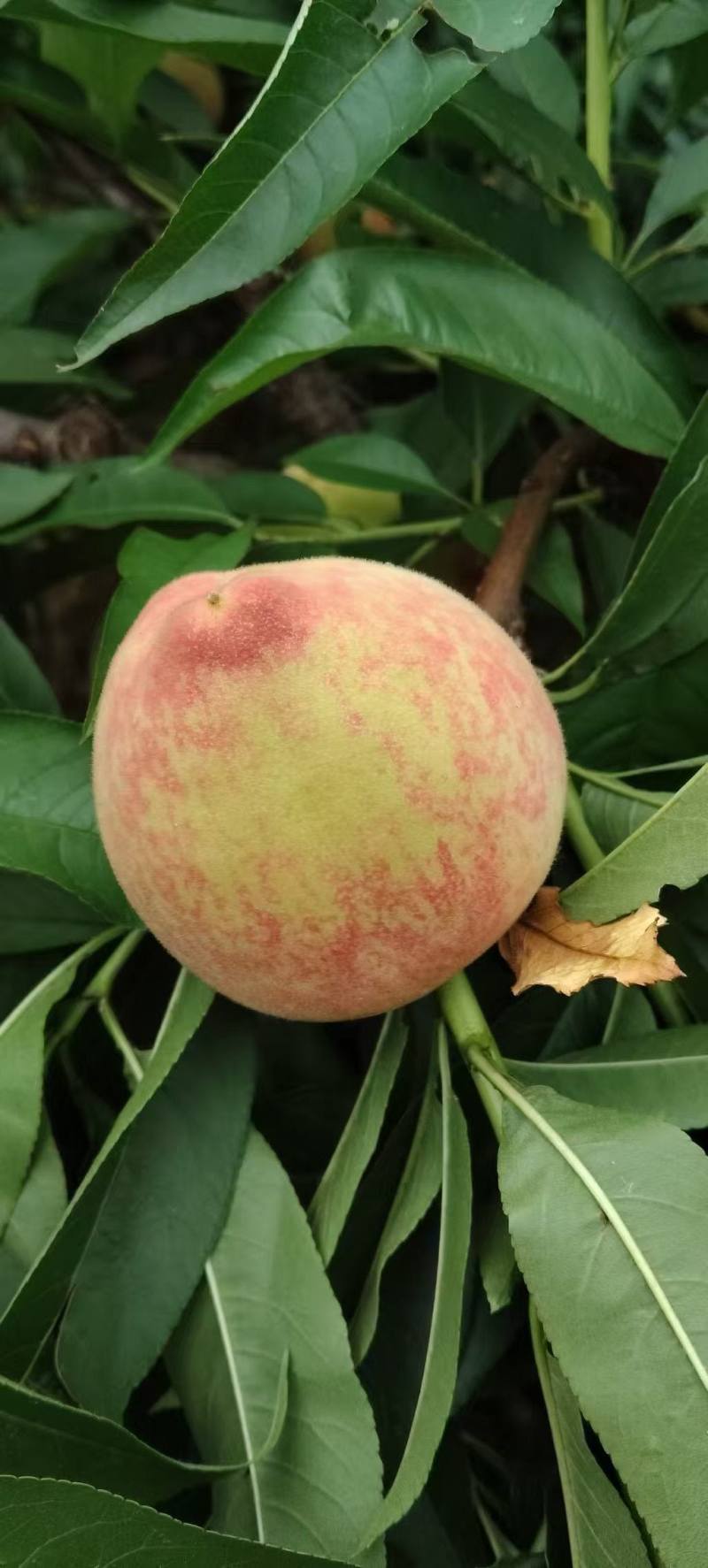 百花桃脆甜毛桃