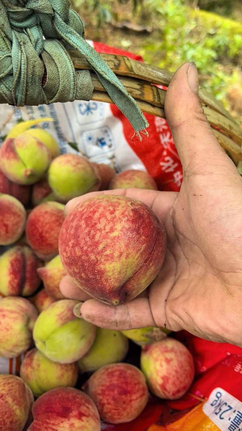 百花桃脆甜毛桃