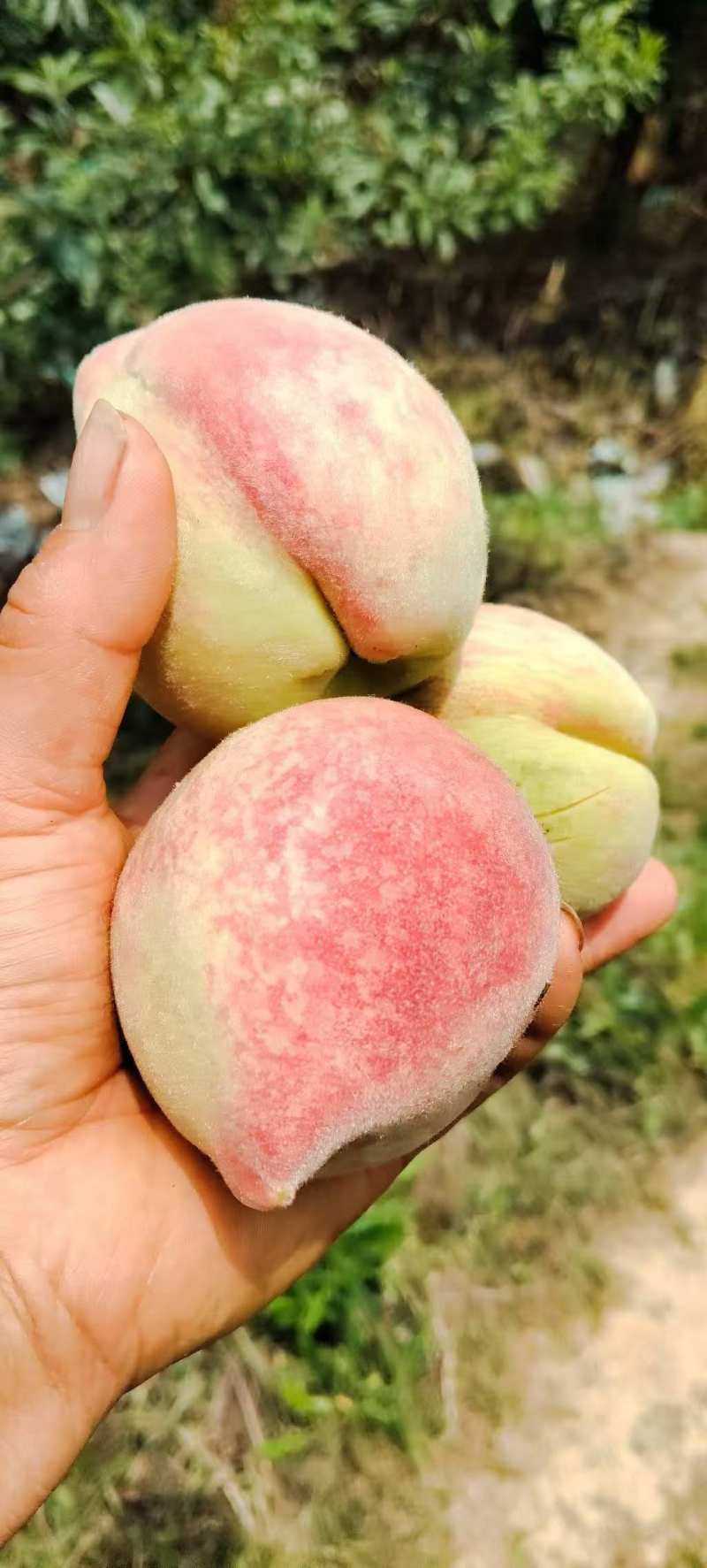 百花桃脆甜毛桃
