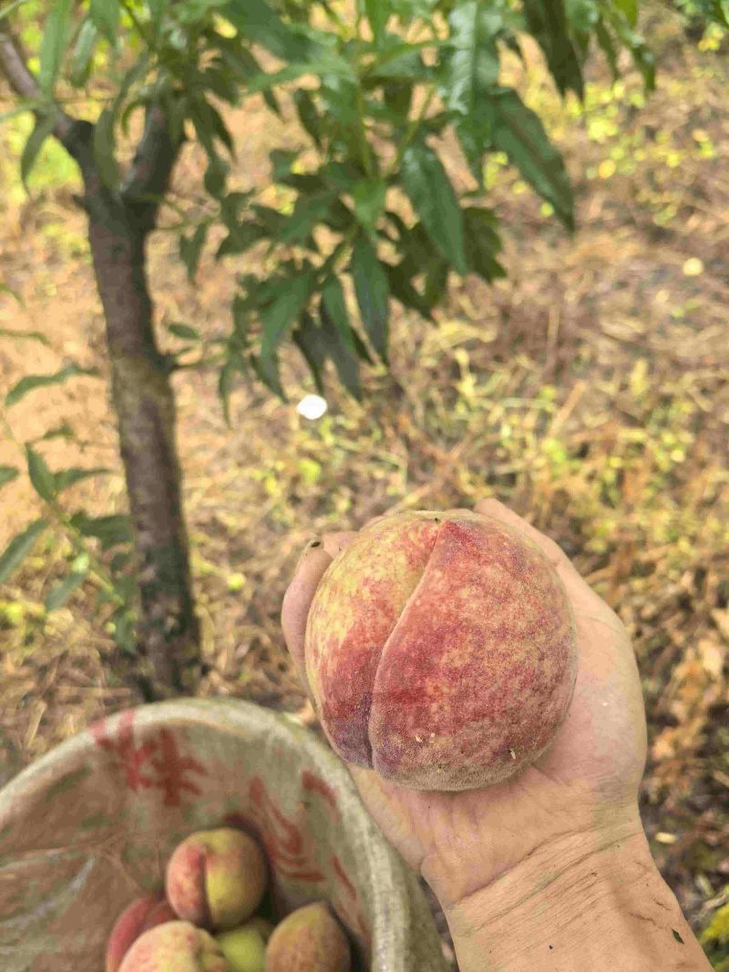 百花桃脆甜毛桃
