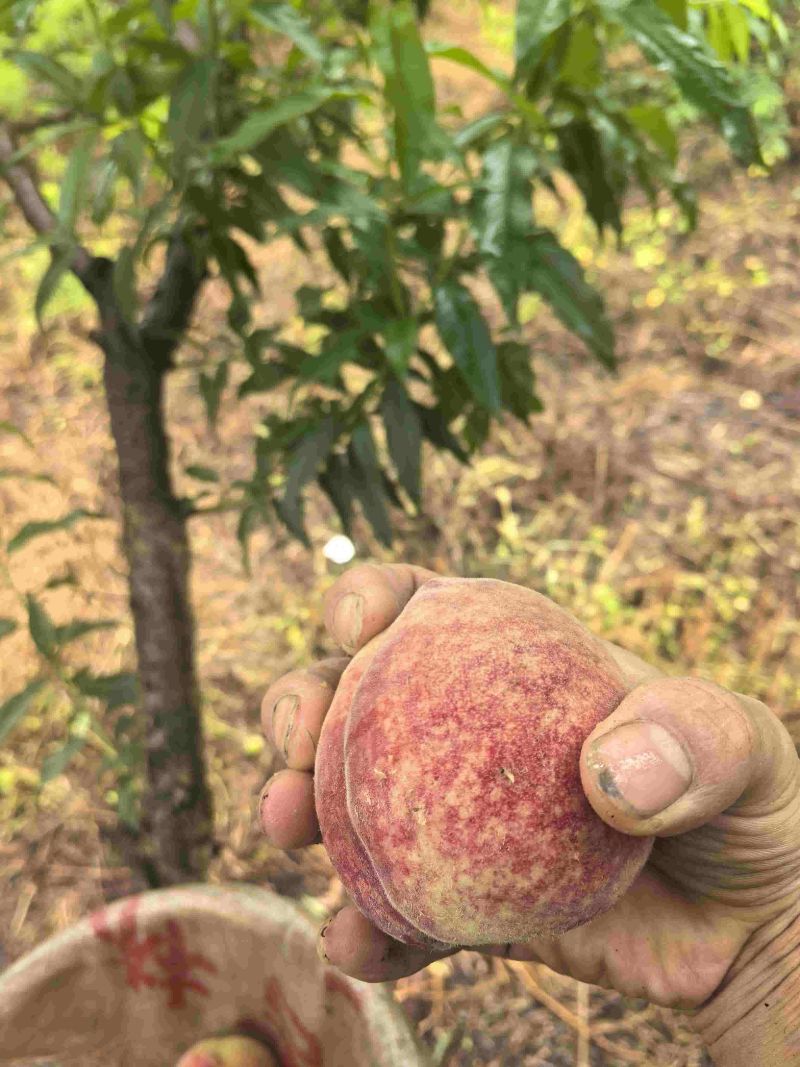 百花桃脆甜毛桃