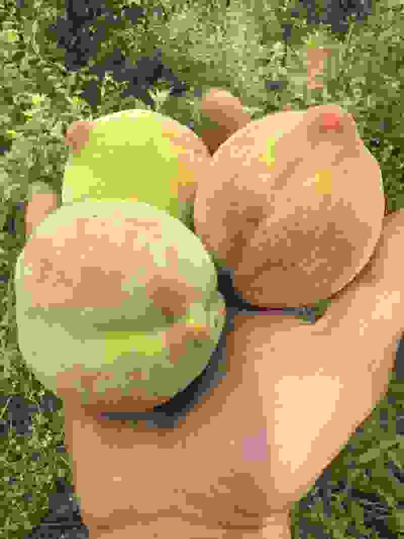 百花桃脆甜毛桃