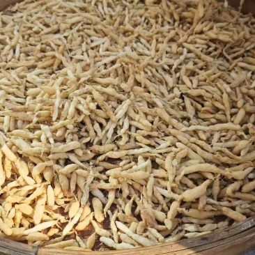 基地直供麦冬新货