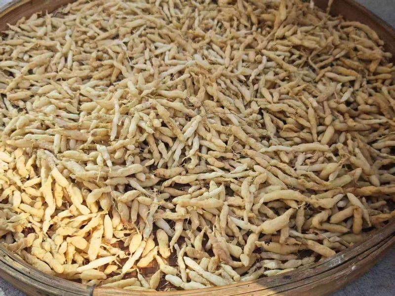 基地直供麦冬新货