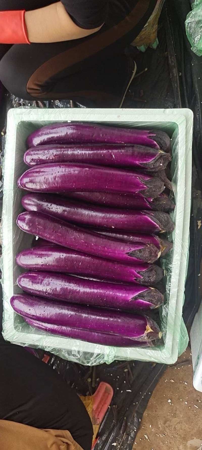 广茄