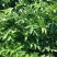 出售散装白芷种子2026年纯新中药材白芷包邮川白芷祁白芷