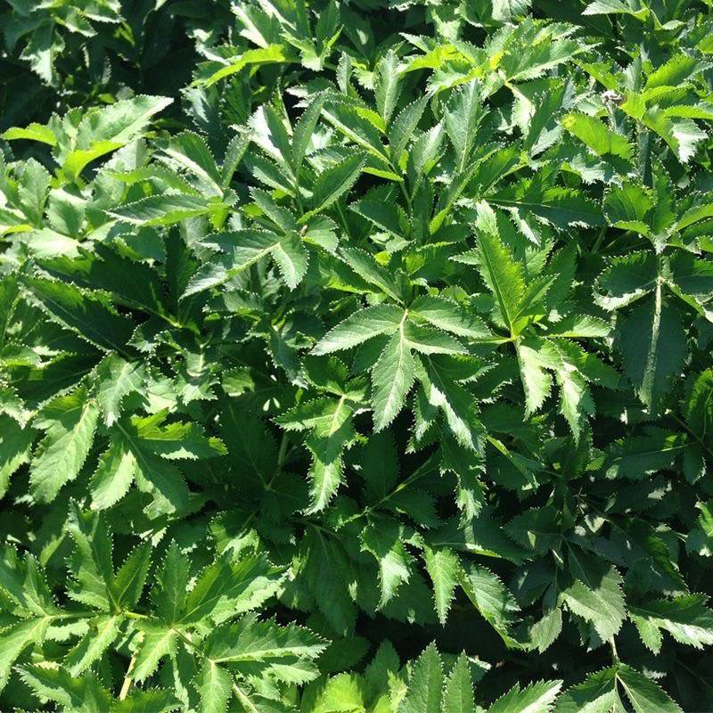 出售散装白芷种子2026年纯新中药材白芷包邮川白芷祁白芷
