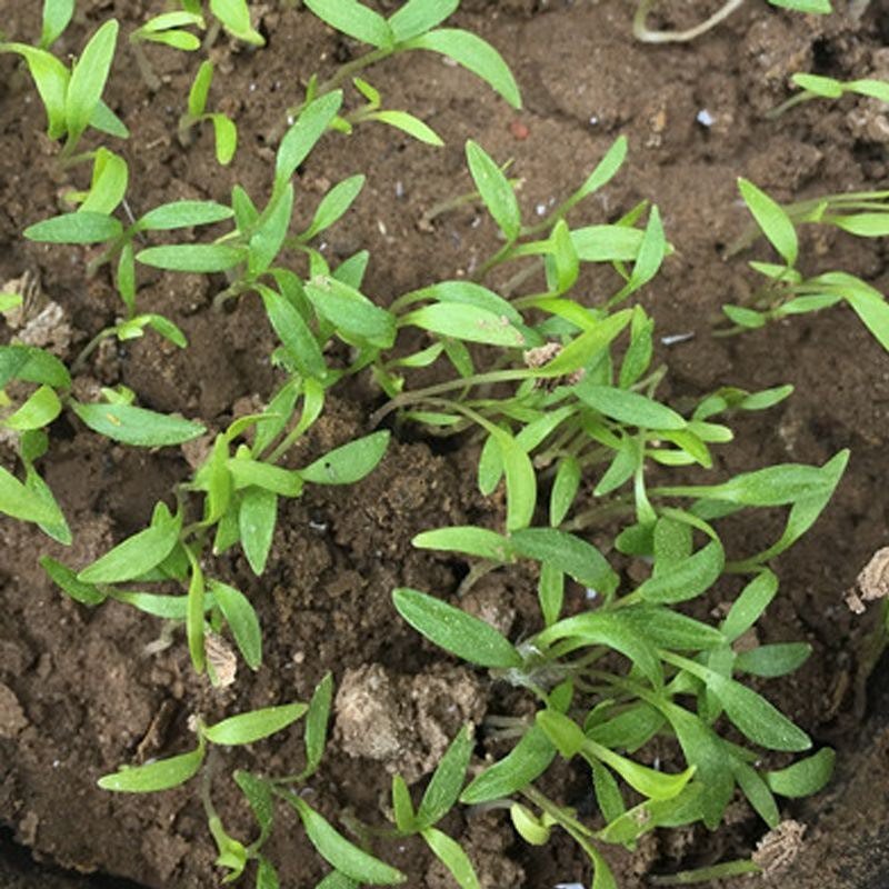 出售散装白芷种子2026年纯新中药材白芷包邮川白芷祁白芷