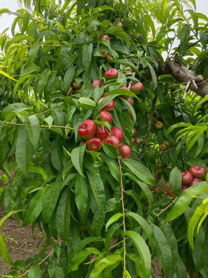 沙土地明月小潘桃大量供货中