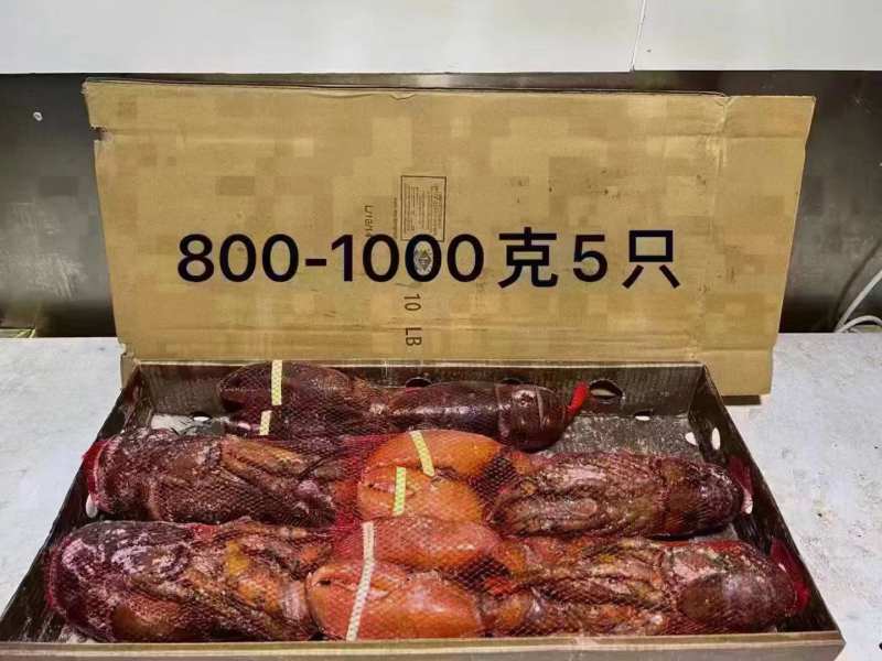 波士顿龙虾