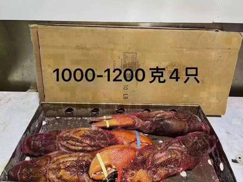 波士顿龙虾