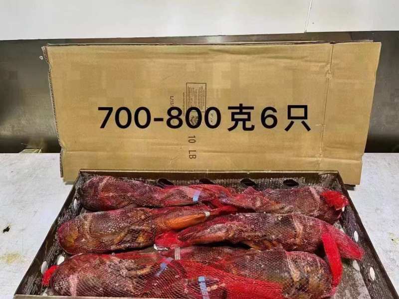 波士顿龙虾